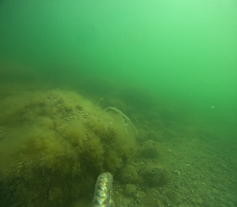 monitorering Egmont Revet 5 maj 24